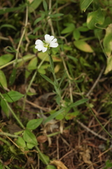 Dichodon cerastoides
