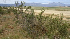 Leucadendron stellare