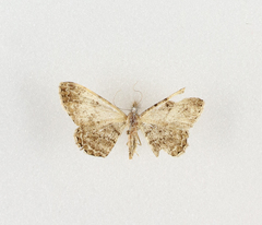 Peribatodes perversaria