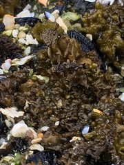 Dactylosiphon durvillei