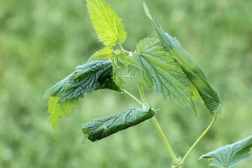 Dilgėlinis ugniukas nuotrauka