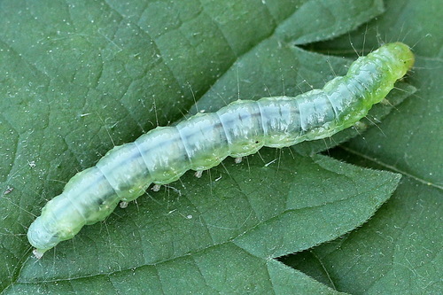 Dilgėlinis ugniukas nuotrauka