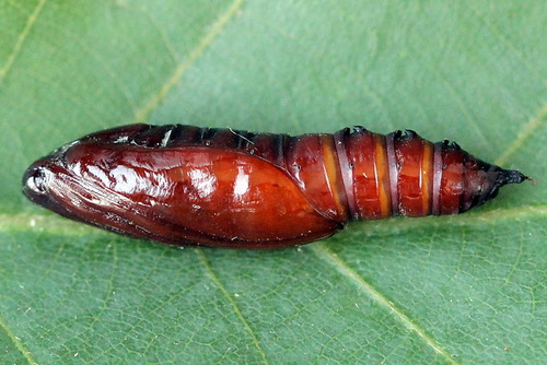 Dilgėlinis ugniukas nuotrauka