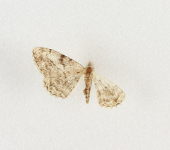 Peribatodes perversaria