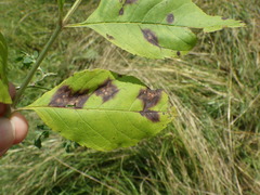 Diplocarpon
