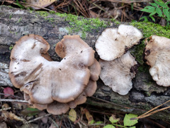 Lentinellus ursinus image