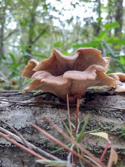Lentinellus ursinus image