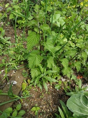 Urtica dioica