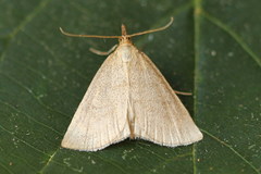 Psammotis pulveralis