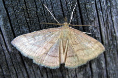 Psammotis pulveralis