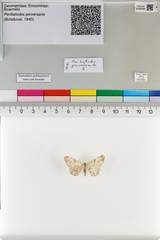 Peribatodes perversaria