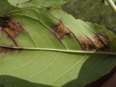Diplocarpon