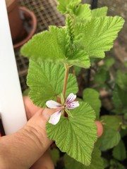 Pelargonium dispar