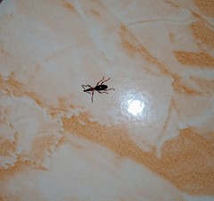 Cylas formicarius
