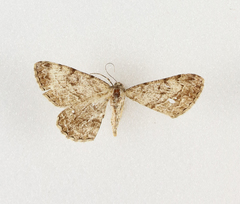 Peribatodes perversaria