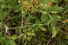 Dichodon cerastoides