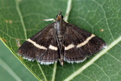 Pyrausta rectefascialis