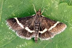 Pyrausta rectefascialis