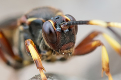 Diphyus trifasciatus