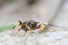 Diphyus trifasciatus