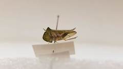 Tituria