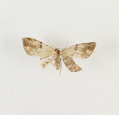 Peribatodes perversaria