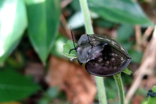 Stolas fasciculosa