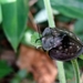 Stolas fasciculosa - Photo (c) Carlos Otávio Gussoni, some rights reserved (CC BY-NC), uploaded by Carlos Otávio Gussoni