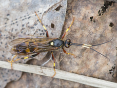 Diphyus trifasciatus
