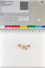 Peribatodes perversaria
