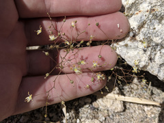 Nemacladus rubescens