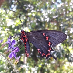 Parides bunichus perrhebus