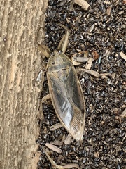 Lethocerus cordofanus