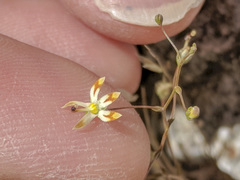 Nemacladus rubescens