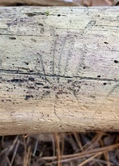 Pityogenes bidentatus