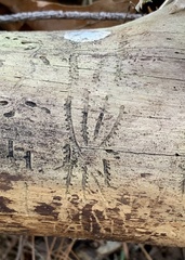 Pityogenes bidentatus