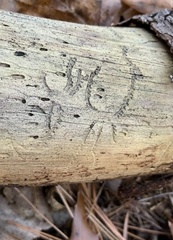 Pityogenes bidentatus