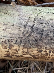 Pityogenes bidentatus