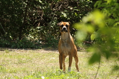 Canis familiaris