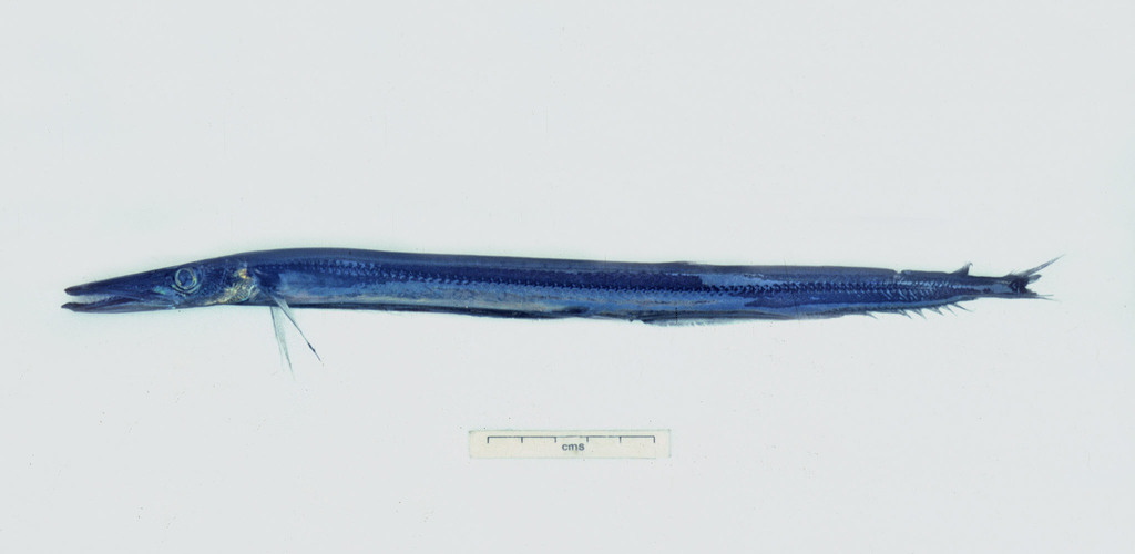 Dolichosudis