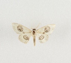 Problepsis ocellata