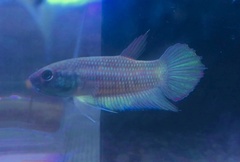 Betta pugnax