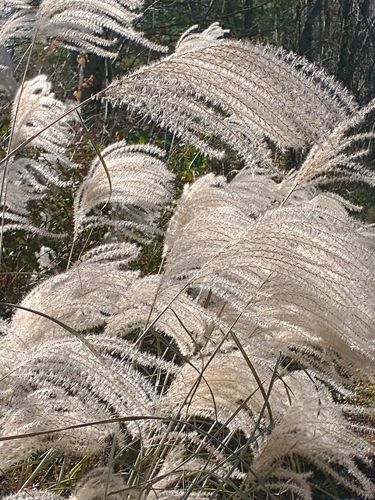 Miscanthus condensatus iNat (2)