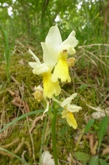Orchis pauciflora