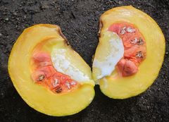 Tabernaemontana macrocarpa