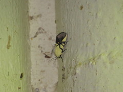 Eusceptis flavifrimbriata