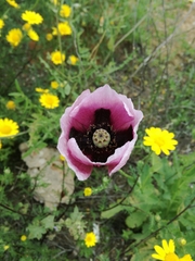 Papaver somniferum setigerum