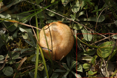Viola rupestris