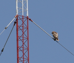 Buteo jamaicensis