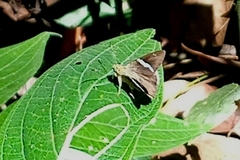 Autochton bipunctatus